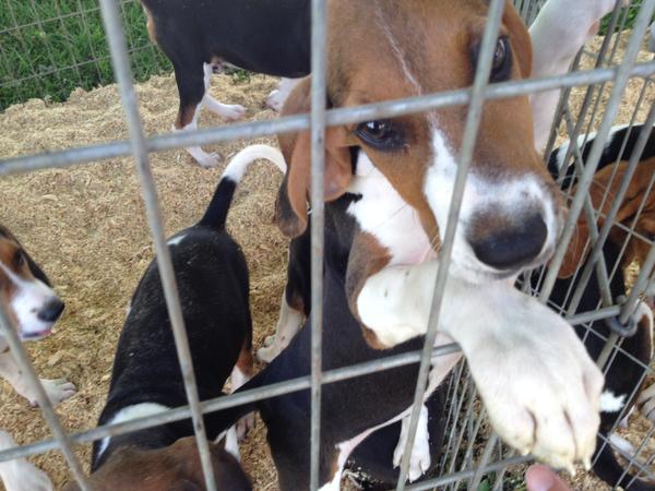 coon walker hound